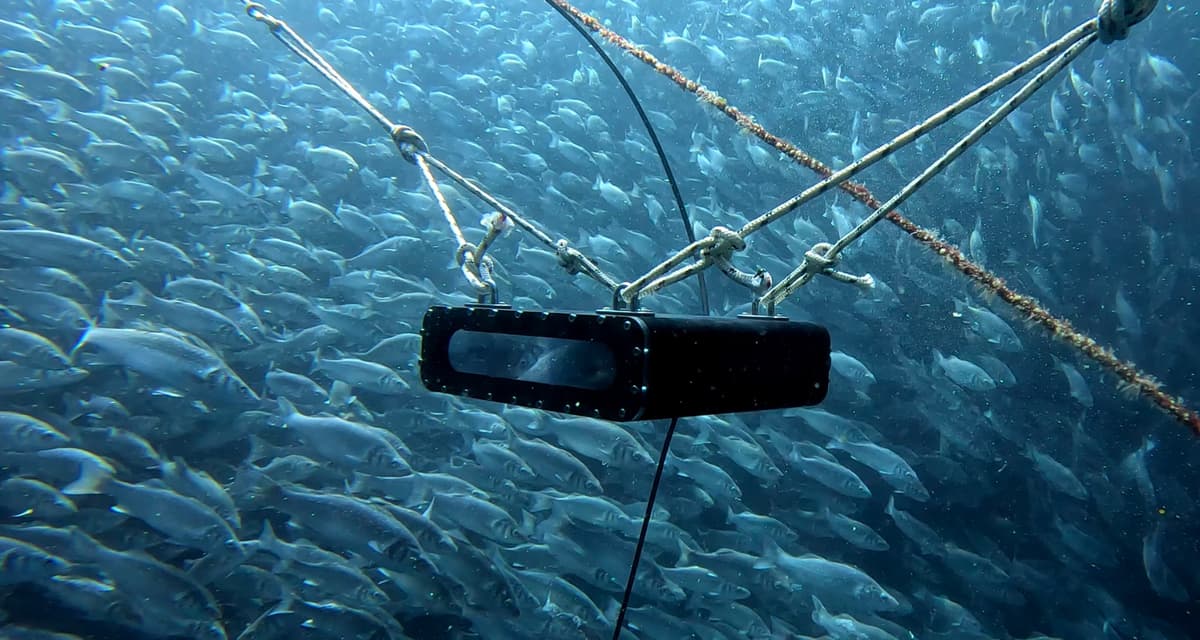 FishGramer kamera — temassız çoklu ölçüm